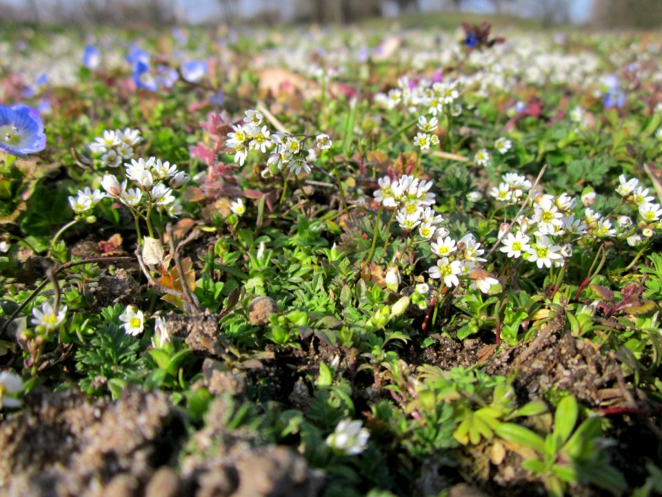 20130322Gartenschaupark_Hockenheim04