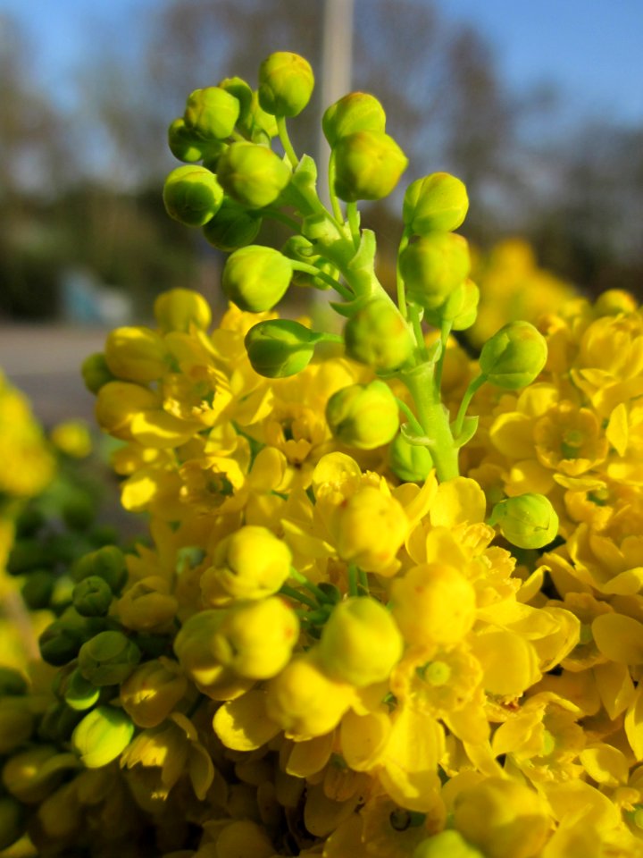 20130418Mahonie_Merzig5