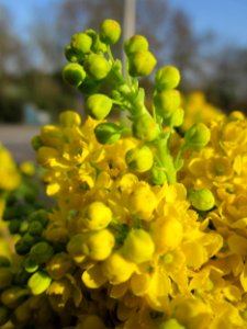 20130418Mahonie_Merzig5