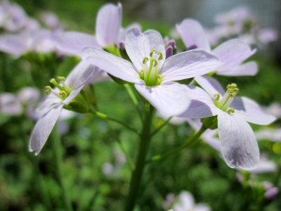 20130417Wiesenschaumkraut_Saarbruecken2