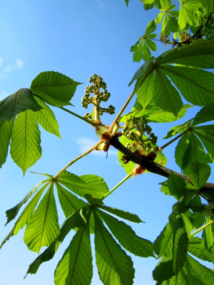 20130423Rosskastanie_Hockenheim06