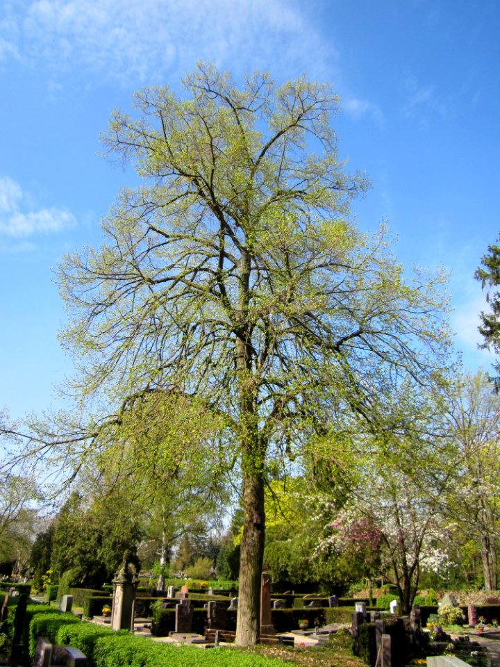 20130423Linde_Friedhof_Hockenheim4