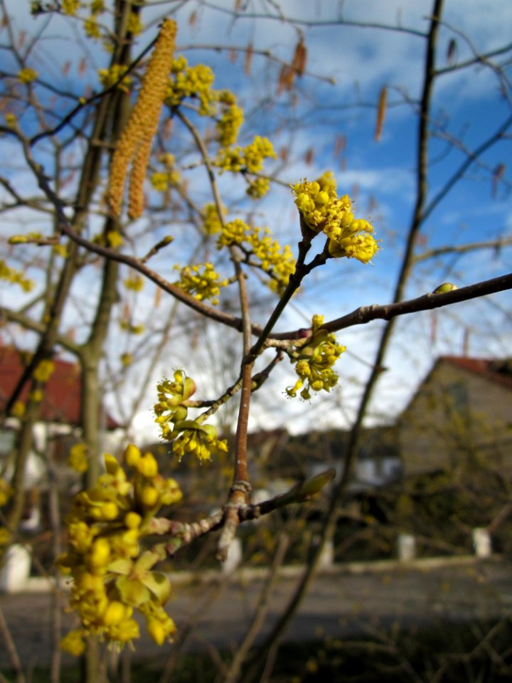 20130320Kornelkirsche_Hockenheim4