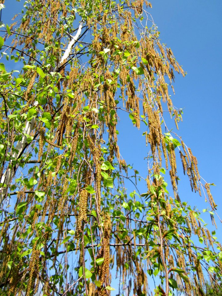 20130423Birke_Hockenheim3