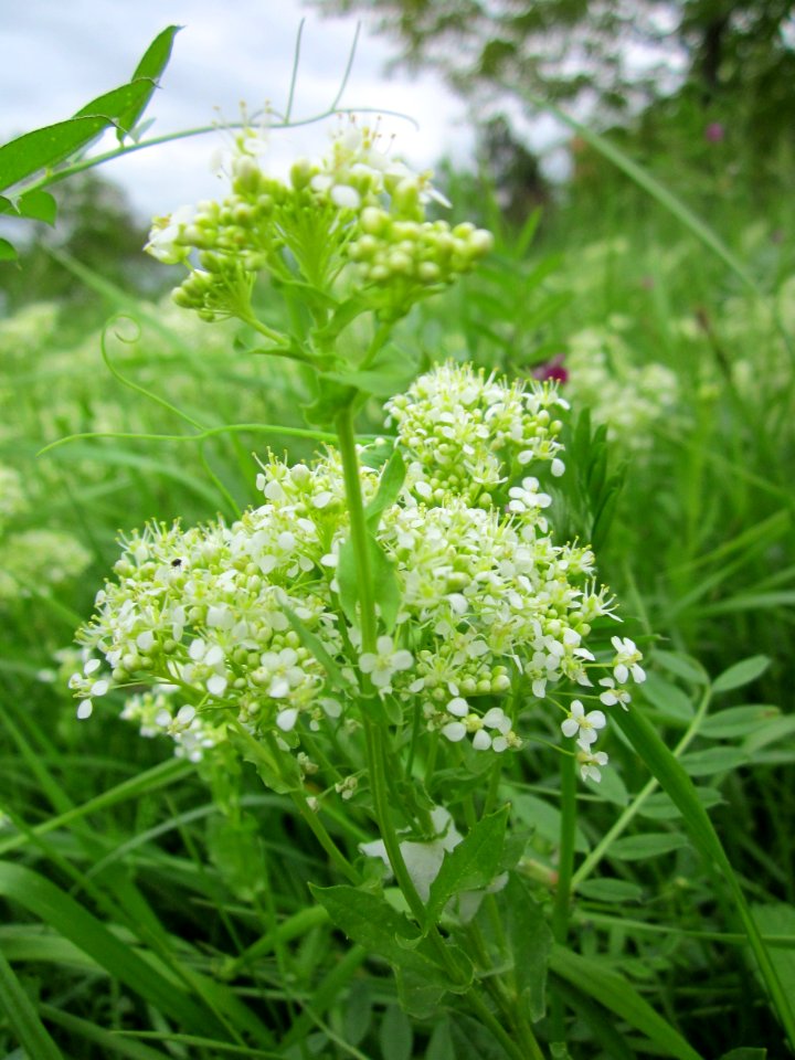 20130515Landesgartenschaupark_Hockenheim03