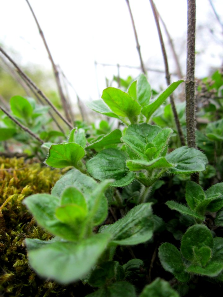 20130421Origanum_vulgare2