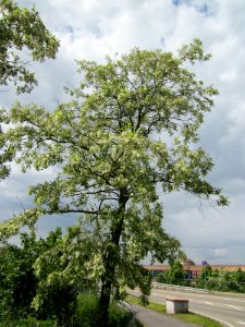 20130530Robinie_Neulussheim3