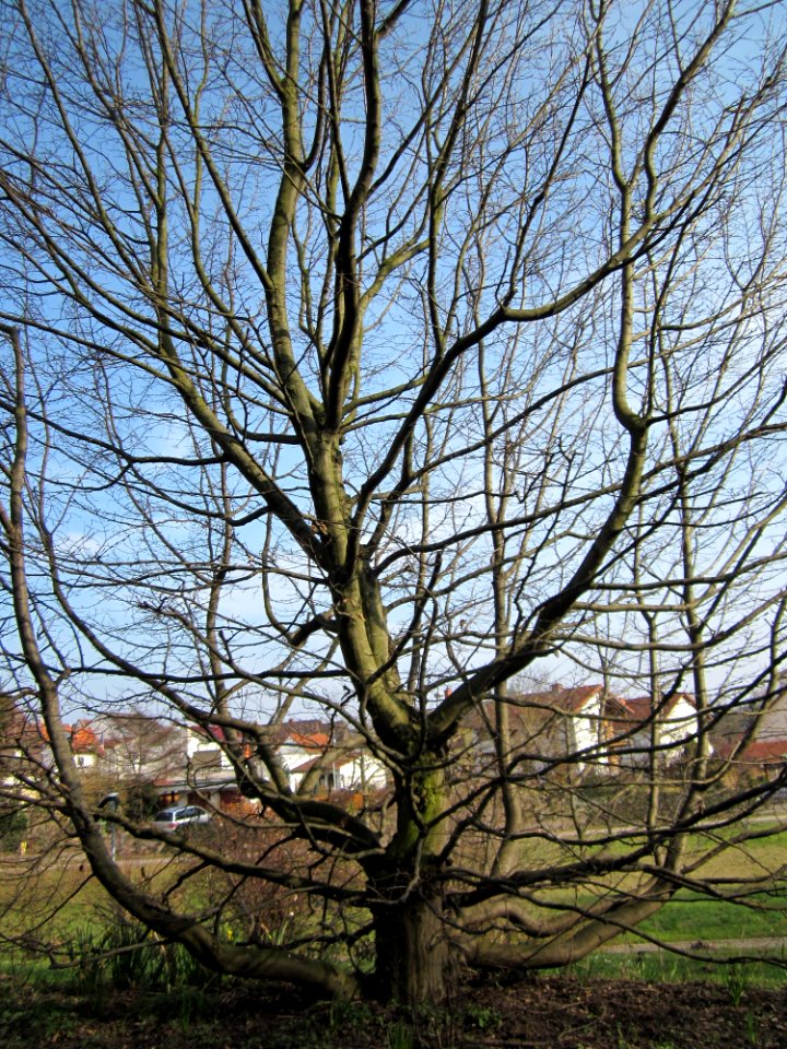 20130322Hainbuche_Hockenheim01
