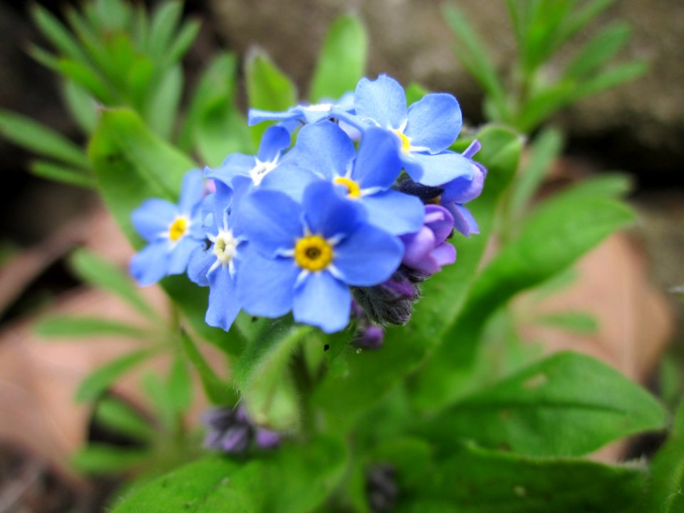 20130421Myosotis_sylvatica_(cultivars)3