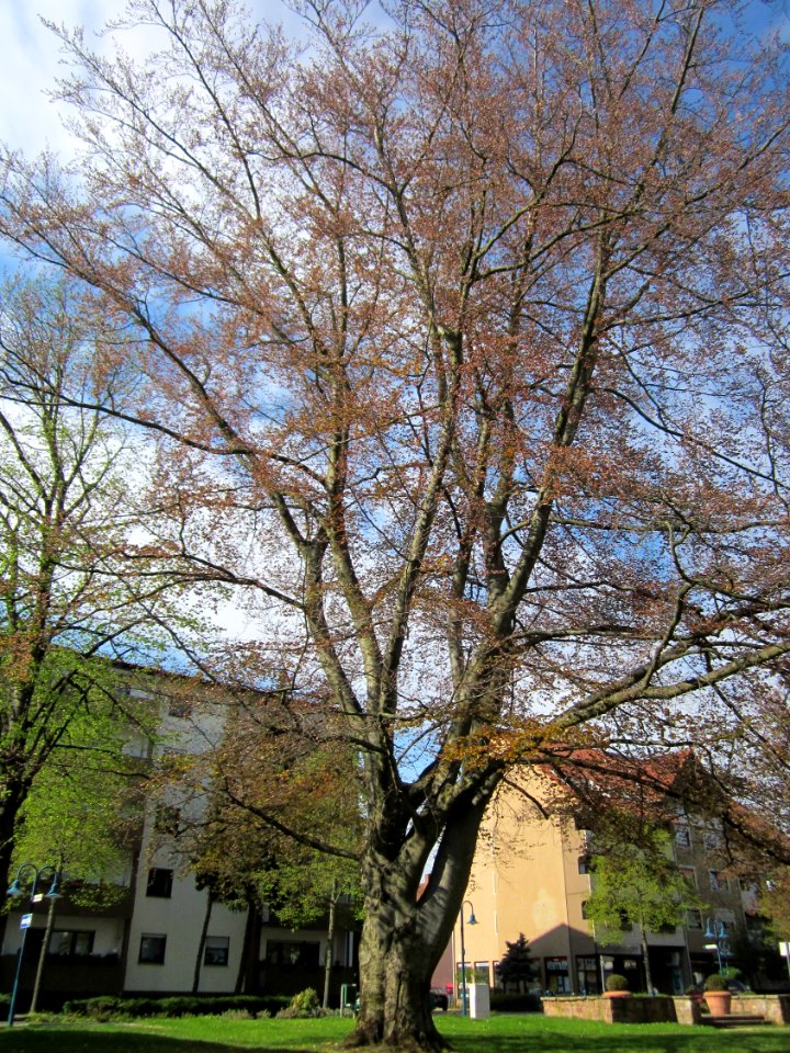 20130423Buche_Wasserturm_Hockenheim