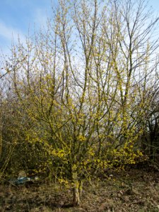 20130324Kornelkirsche_Reilingen1