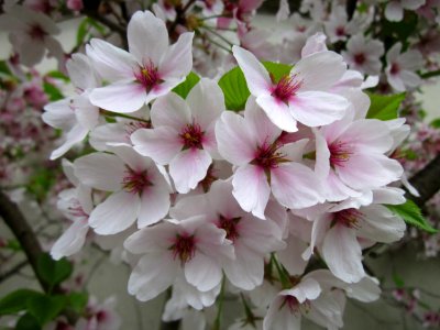 20130421Prunus_cerasifera_Saarbrücken1