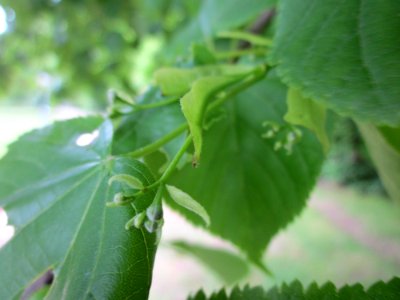 20130515Lindenbluete_Hockenheim3