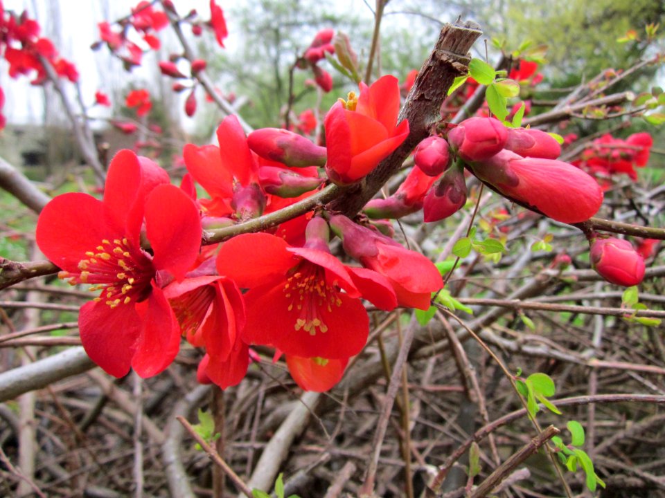 20130421Chaenomeles_sp