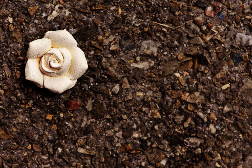 Blossom bloom beautiful
