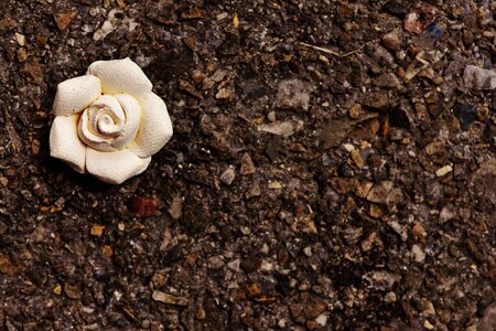 Blossom bloom beautiful