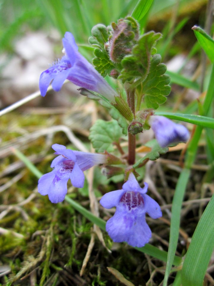 20130421Glechoma_hederacea