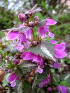 20130421Lamium_maculatum2