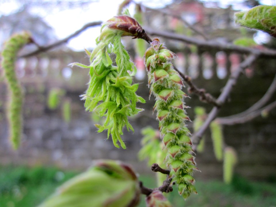 20130420Carpinus_betulus_quercifolia_Staden2