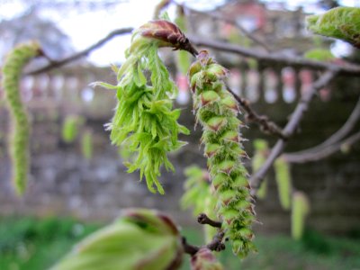 20130420Carpinus_betulus_quercifolia_Staden2
