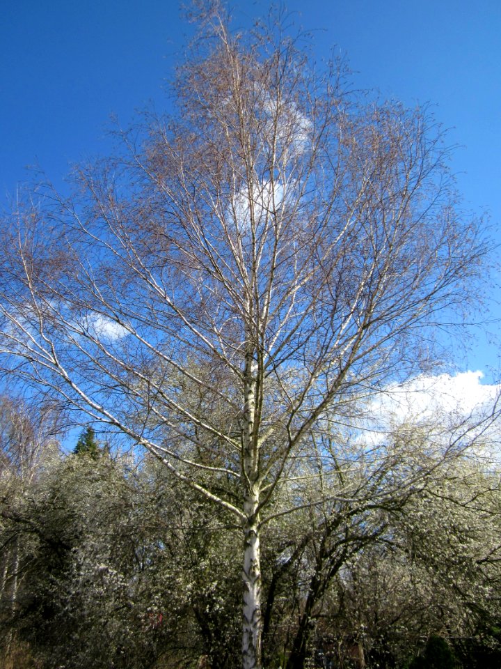 20130413Birke_Hockenheim