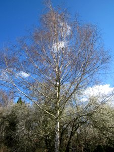 20130413Birke_Hockenheim