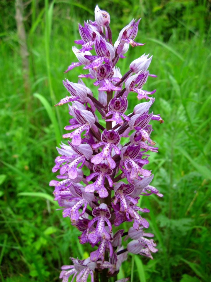 201306012Orchis_militaris4