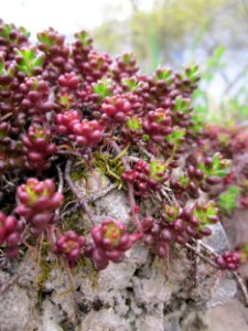 20130421Sedum_album2