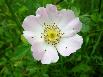 201306012Rosa_canina1
