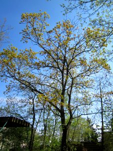 20130423Ahorn_Hockenheim1