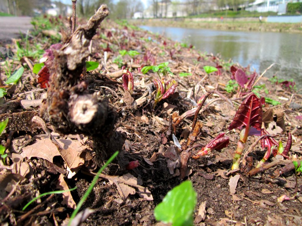 20130417Reynoutria_japonica1