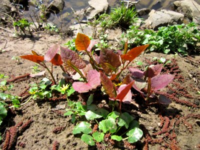 20130417Reynoutria_japonica3