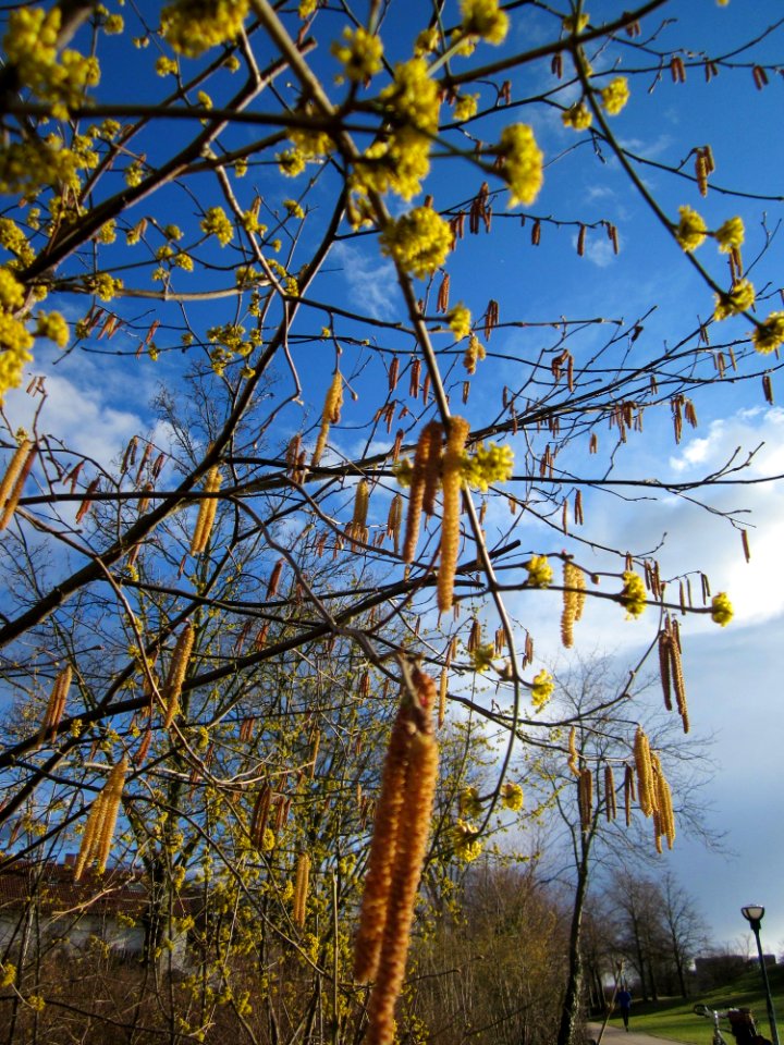 20130320Kornelkirsche_Hockenheim8