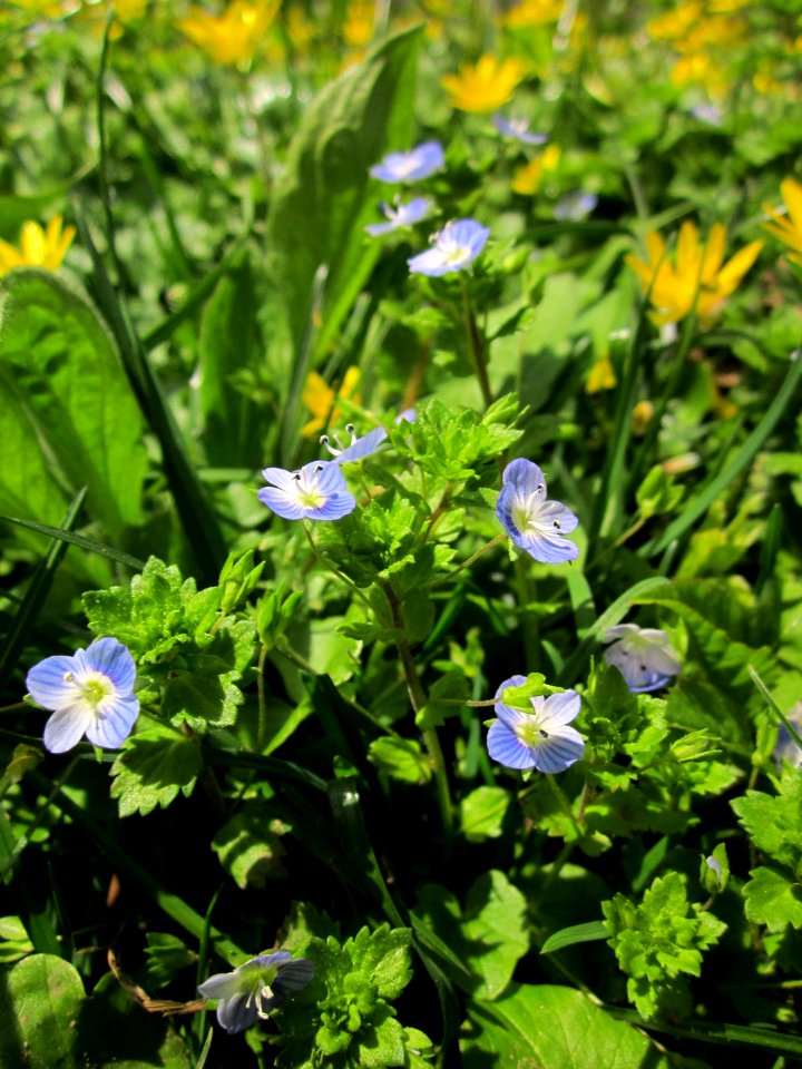 20130417Veronica_persica1
