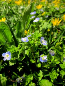 20130417Veronica_persica1