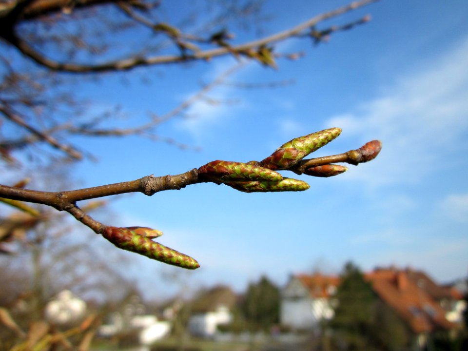 20130322Hainbuche_Hockenheim08