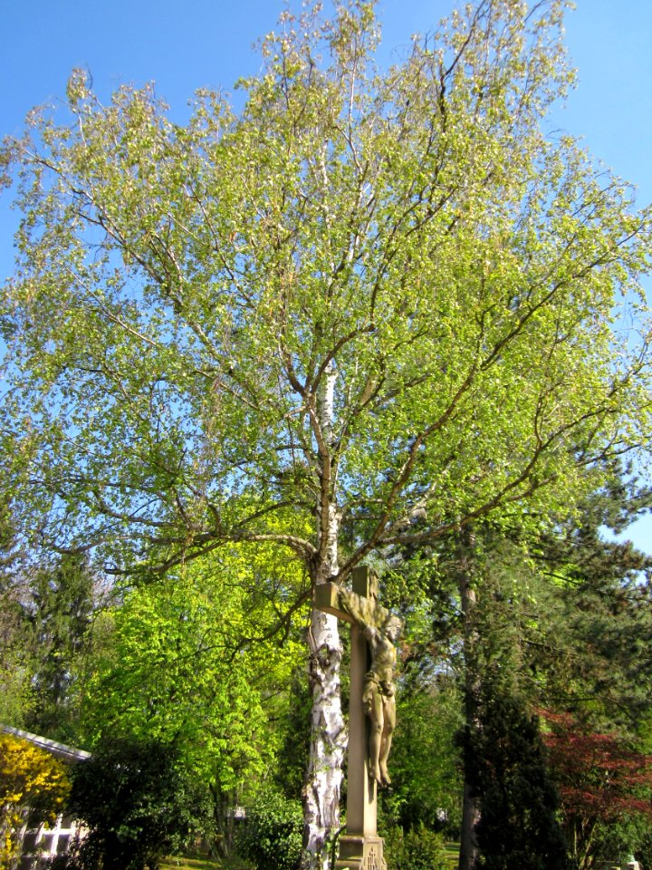 20130423Birke_Friedhof_Hockenheim
