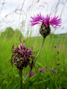 20130602Flockenblume_Altlussheim1