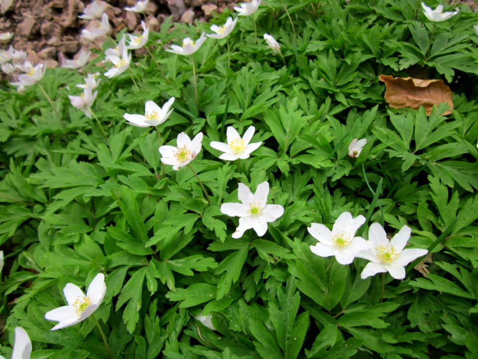 20130418Buschwindroeschen_Orscholz1