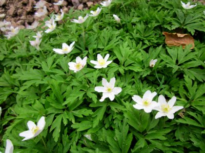 20130418Buschwindroeschen_Orscholz1