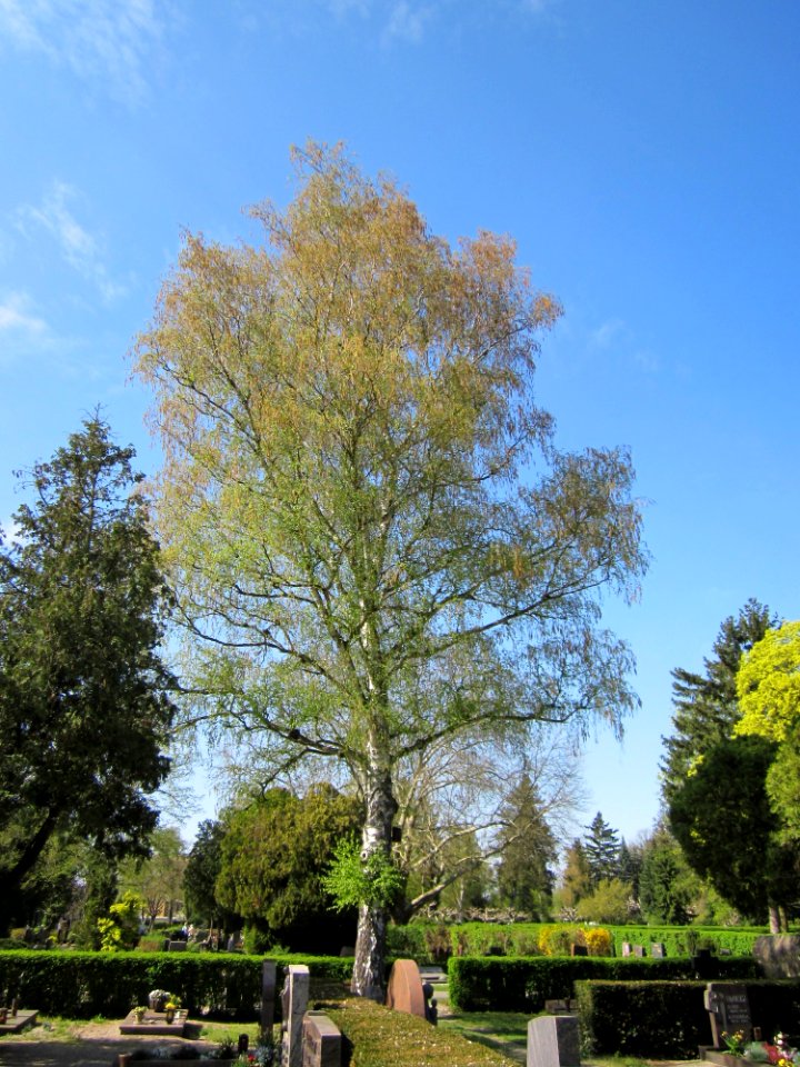 20130423Birke_Friedhof_Hockenheim1