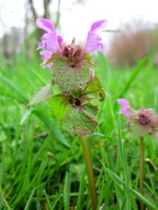 20130421Lamium_purpureum1