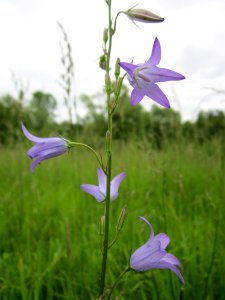 201306012Campanula_rapunculus1