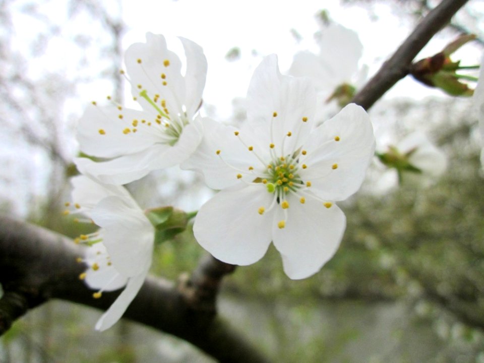 20130419Kirsche_Saarbruecken