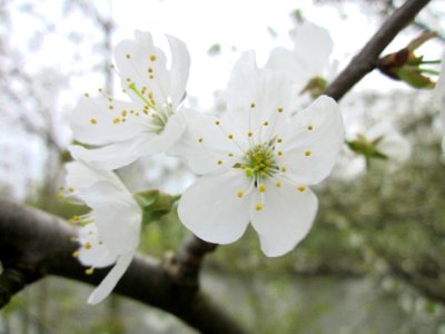 20130419Kirsche_Saarbruecken