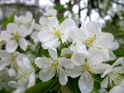 20130420Kirsche_Saarbrücken2