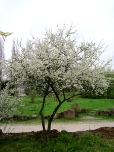 20130421Prunus_cerasifera_Saarbruecken1 photo