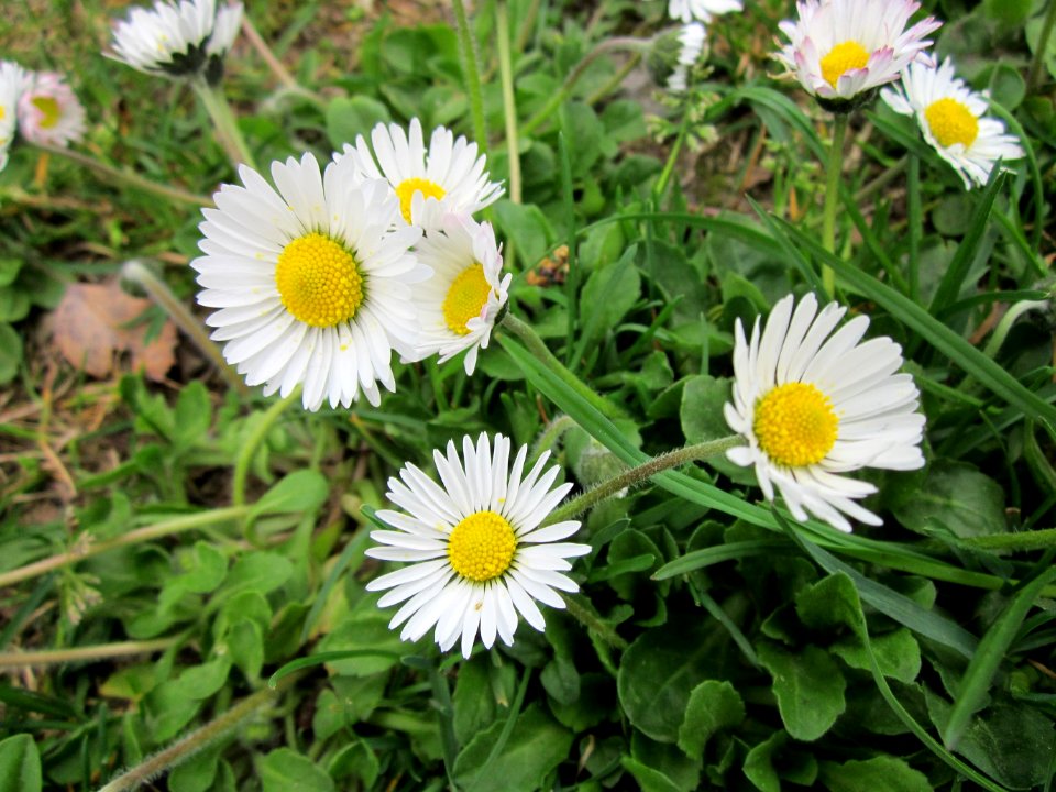 20130421Bellis_perennis2