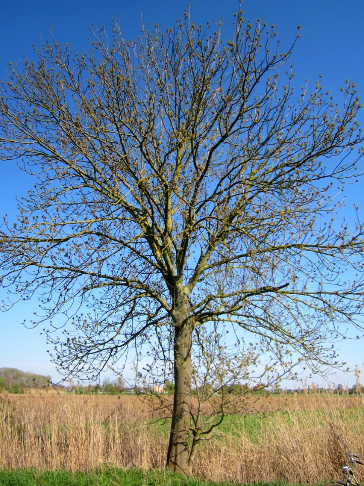 20130424Esche_Hockenheim18
