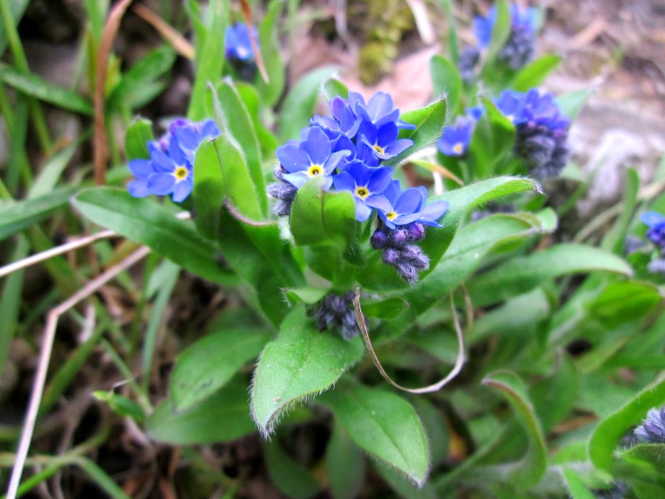 20130421Myosotis_sylvatica_(cultivars)1